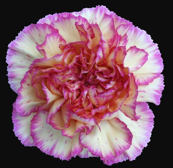 Carnation Komachi Sunny Standard Carnation Carnations Flowers by